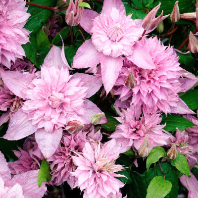 Клематис Мульти Пинк (1 шт)