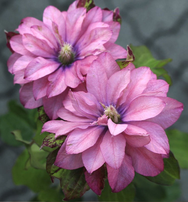 Клематис Пинк Пэшн (1 шт)