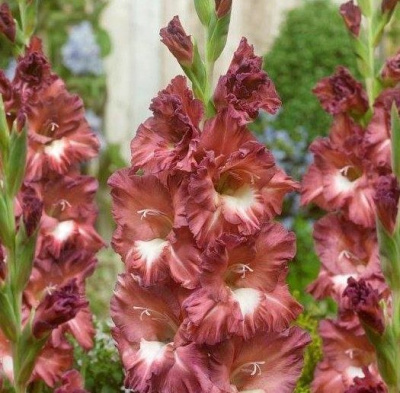 Минивитрина Гладиолус Босса Нова (100 шт)