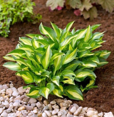 Биг-Пак Хоста Лейксайд Литл Тауф (25 шт)