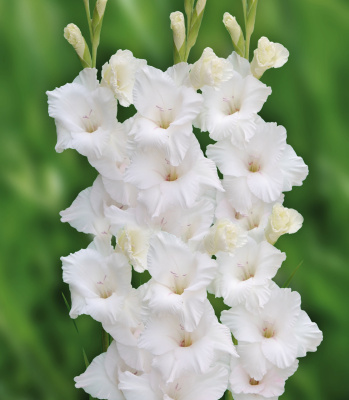 Гладиолус Нова Зембла (10 шт)