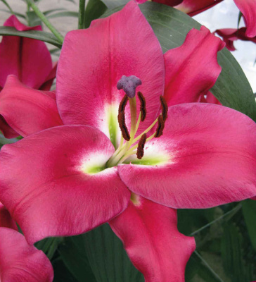 Лилия Рэд Дезайр (5 шт) Лилия Рэд Дезайр (5 шт)