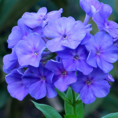 Флокс Блю Парадайз (2 шт)