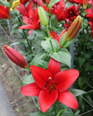 Биг-Пак Лилия Орфео (25 шт)