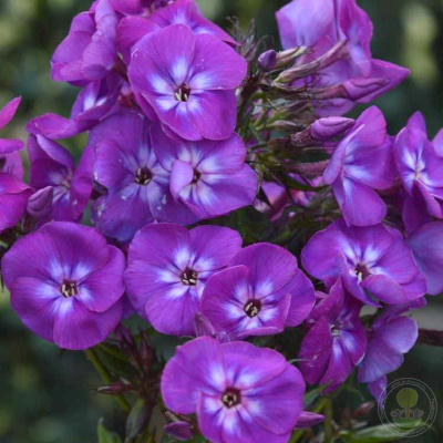 Биг-Пак Флокс Адлинда (25 шт)