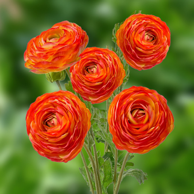 Ранункулюс Оранжевый (10 шт) Ранункулюс Оранжевый (10 шт)