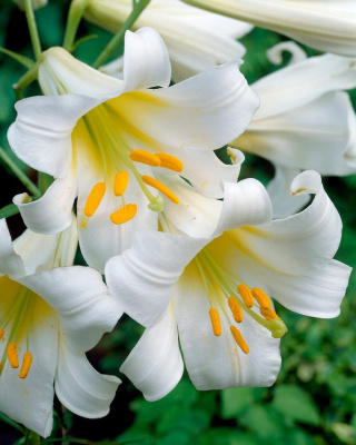 Биг-Пак Лилия Регале Албум (25 шт)