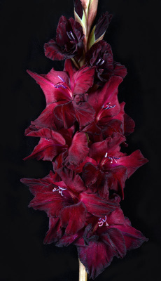 Гладиолус Черный ворон (5 шт)