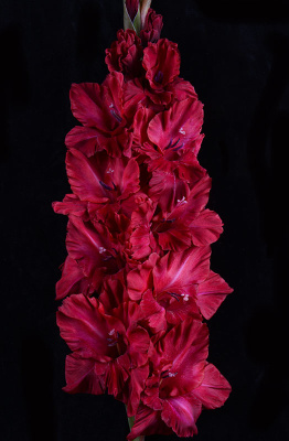 Гладиолус Возрождение (5 шт)