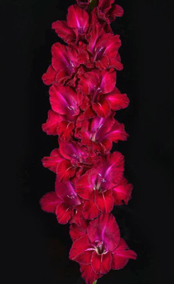 Гладиолус Карабинер (5 шт)