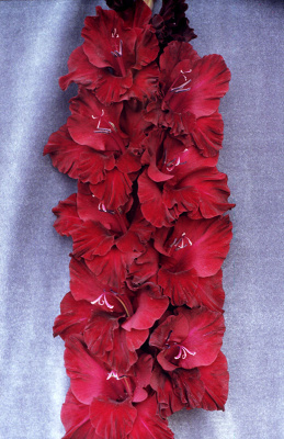 Гладиолус Редженси (5 шт)