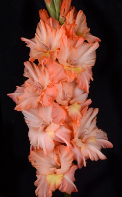 Гладиолус Геннадий Гладков (5 шт)