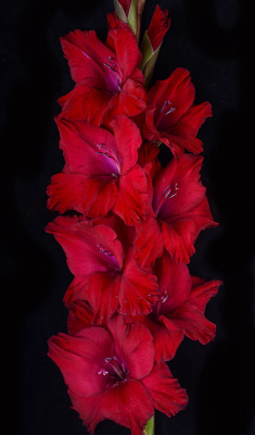 МАКСИ Гладиолус Великий Новгород (15 шт)