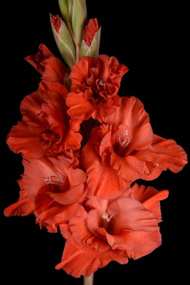 МАКСИ Гладиолус Мечта Поэта (15 шт)