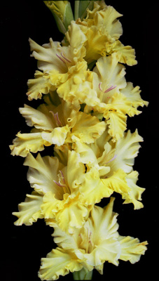 МАКСИ Гладиолус Мэй Блоссом (15 шт)