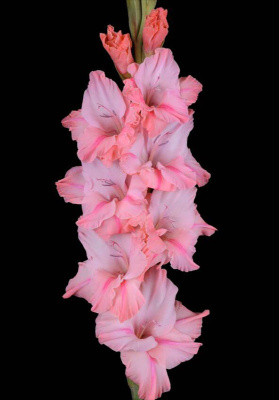 МАКСИ Гладиолус Небоскрёб (15 шт)