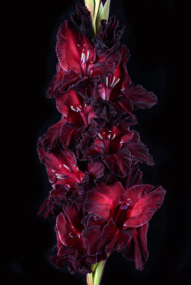 МАКСИ Гладиолус Ночь На Днепре (15 шт)