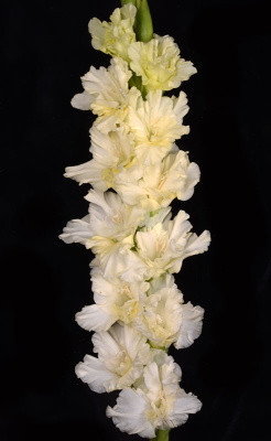 МАКСИ Гладиолус Скованные Одной Цепью (15 шт)