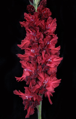 МАКСИ Гладиолус Танго Роксен (15 шт)