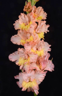 МАКСИ Гладиолус Улыбаец (15 шт)