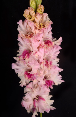 МАКСИ Гладиолус Фотография Души (15 шт)