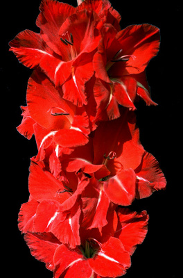 МАКСИ Гладиолус Юг (Светоч) (15)