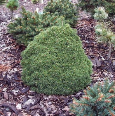 Ель обыкновенная Яна С3