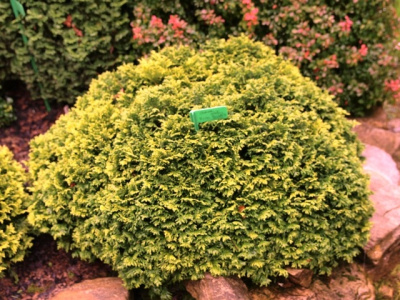 Кипарисовик горохоплодный Нана Бергс С3