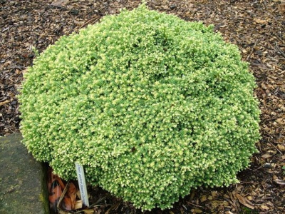 Кипарисовик горохоплодный Спаанс Кэннонболл С3