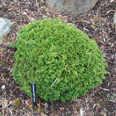 Кипарисовик горохоплодный Цукумо C3