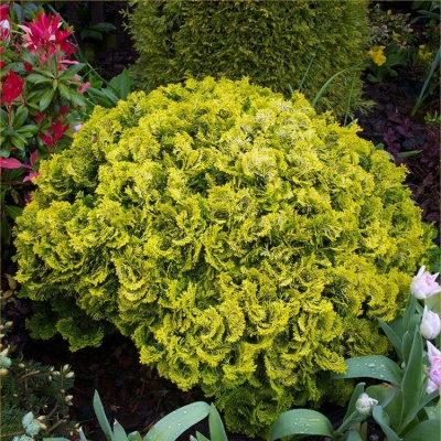 Кипарисовик тупой Нана Грацилис Ауреа С1,5