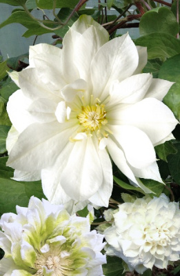 Клематис Дюшес Эдинбурга С2