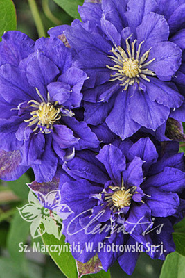 Клематис Кири Те Канава С2