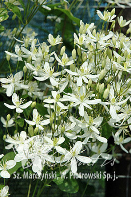 Клематис маньчжурский С2