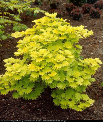 Клен дланевидный Ауреум C3