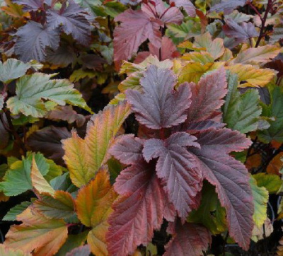 Пузыреплодник Ждеховице Р9