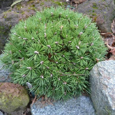 Сосна горная Бенджамин C5 штамб 60cm