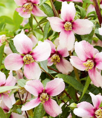 Чубушник Петит Парфюм Пинк P9