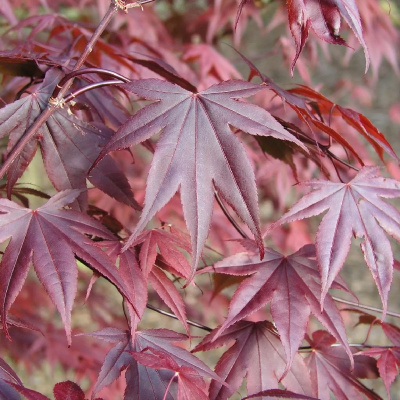 Клен дланевидный Блоодгуд C3