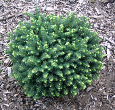 Ель сербская Карел P15