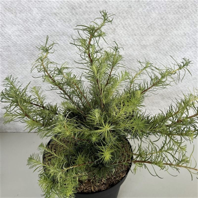 Лиственница европейская Саммер Фог С3