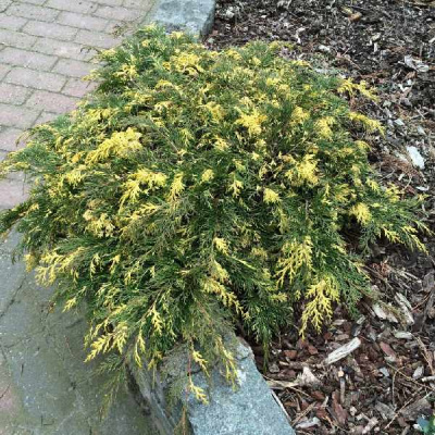 Микробиота перекрестнопарная Карнавал С3