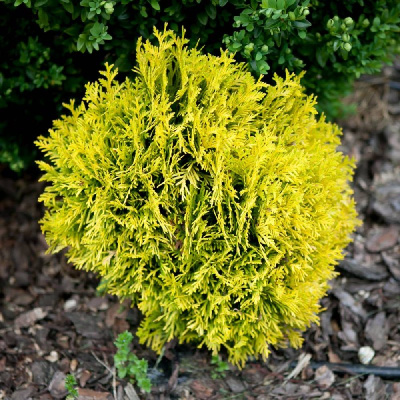 Туя западная Амбер Глоу C7,5