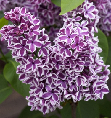 Сирень Сенсация C2