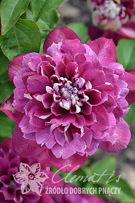 Клематис Хот Киссес P9