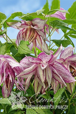 Клематис Пинк Сюрпрайз С2