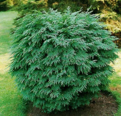 Кипарисовик Лавсона Глобоза P9