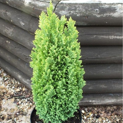 Кипарисовик Лавсона Грин Пиллар