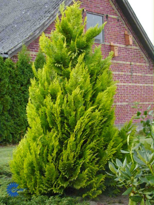 Кипарисовик Лавсона Ивонн P17