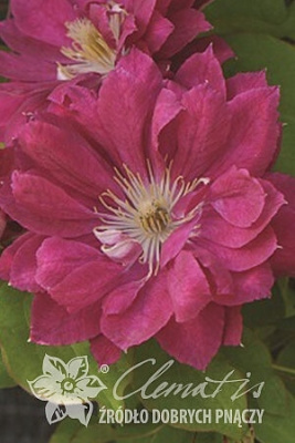 Клематис Акафуджи Р9